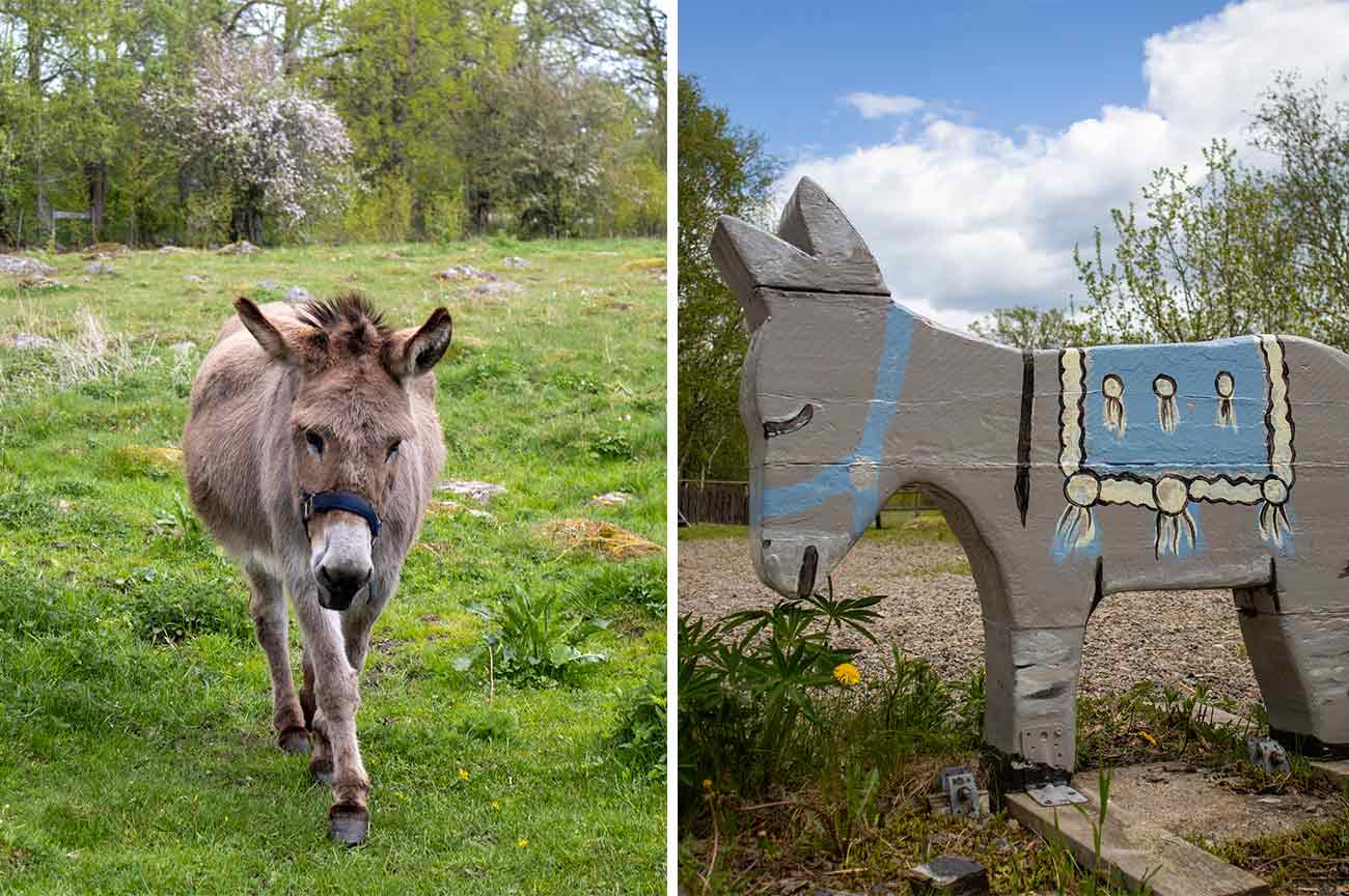 En bild på en riktig åsna samt en skulptur av en åsna